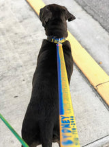 Marlin Skin Personalized Dog Collar