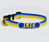 Personalized custom dog collar with the pet's name and phone number on a bright blue, turquoise and yellow Marlin Skin Dog Collar handmade by Wagadoodle in Key West Florida