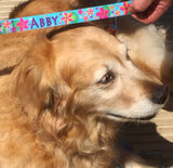Golden Retiver dog with a frangipani dog collar  with her name Abby printed on the collar