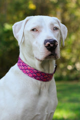 Mermaid Scales Pink Personalized Dog Collar