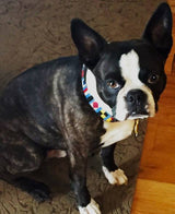 Nautical Sailing Flag Blue Personalized Dog Collar