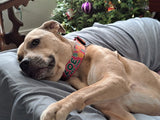 Pineapples on Pink Personalized Dog Collar