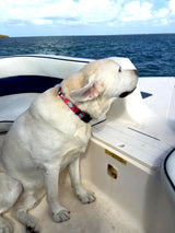 Bonefish, Permit & Tarpon Red Personalized Dog Collar