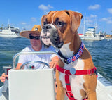 Anchors Red White & Blue Dog Collar