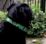 Spyro Gyra Personalized Dog Collar