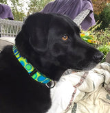 Spyro Gyra Personalized Dog Collar