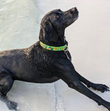 Dog playing fetch on the beach wearing a personalized custom dog cpllar with chickens on a bright lime background.