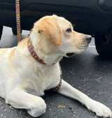 Marti Gras Carnival Personalized Dog Collar