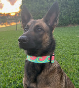 Waves in Seafoam/Coral Dog Collar