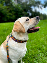 Marti Gras Carnival Personalized Dog Collar