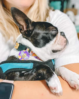 Honey Bees Purple Personalized Dog Collar