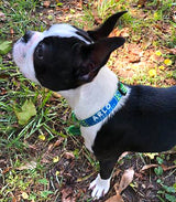 Anchors Lime & Pink Personalized Dog Collar