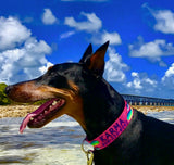 Mahi, Marlin and Sailfish Personalized Dog Collar Pink