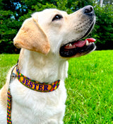Marti Gras Carnival Personalized Dog Collar