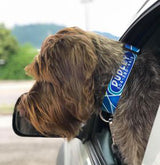 Atlantis Ocean Personalized Dog Collar