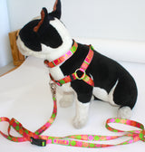 Citrus Blast Dog Collar