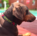 Plumeria with Border Dog Collar Black & Red