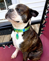 Mahi Dolphin Fish Skin Personalized Dog Collar