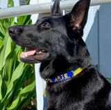 Marlin Skin Personalized Dog Collar