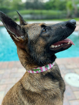 Puppy Pulitzer Alligator Pink Stripes Personalized Dog Collar