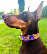 Halloween Orange & Purple Plaid Dog Collar