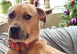 Pineapples on Pink Personalized Dog Collar