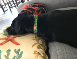 Lime green dog collar with purple pineapples on a black dog laying on a pillow.