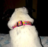Pineapples on Pink Personalized Dog Collar