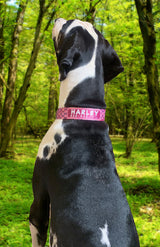 Mermaid Scales Pink Personalized Dog Collar