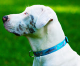 Sharks Attack Dog Collar Blue Personalized Dog Collar