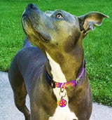 Frangipani Dog Collar Black
