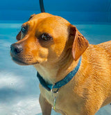 Cute smaller brown dog on a beach wearing a dog collar with the fish skin pattern of a Whale Shark.  The pattern is a grey green with subtle white lines in a criss cross patern with pale white spots scattered about 